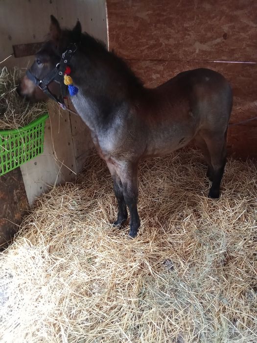 Vând un mânz de 4 luni jumate