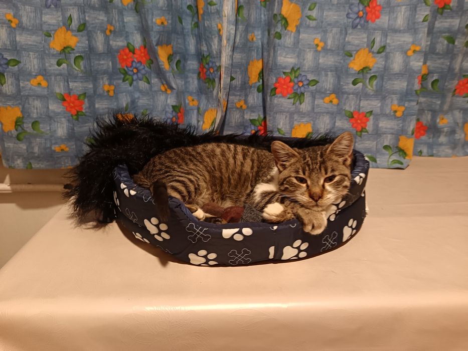 Мъжко коте търси дом