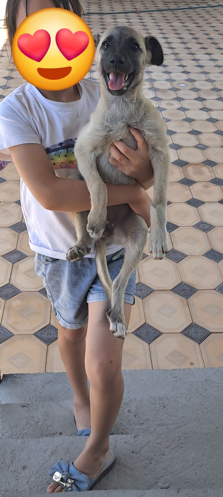 Тегін күшік бесплатно щенок