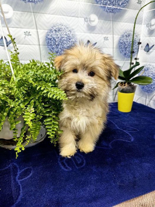 Мальчик мальтипу F1.