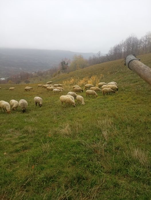 Oi de vânzare, gestante toate! Pt mai multe detalii mesaj în privat!!