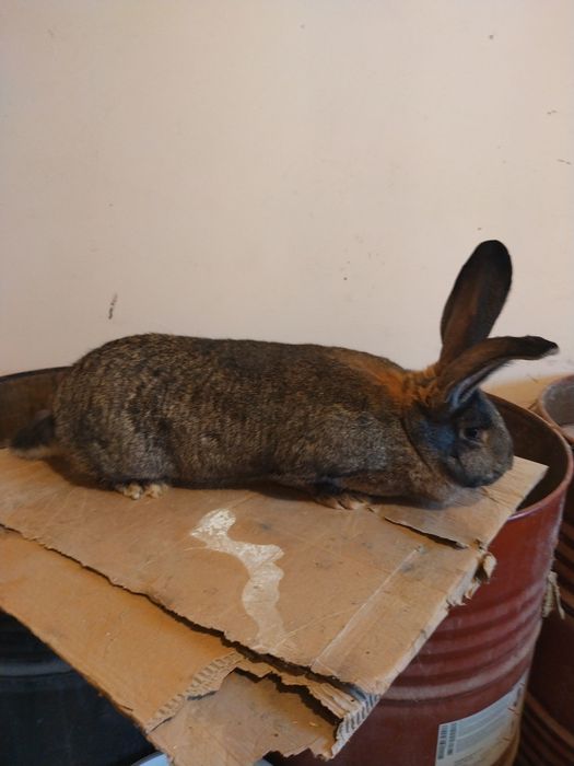 Vand femela de urias german in varsta de 7  luni.