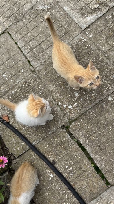 Подарявям котенца