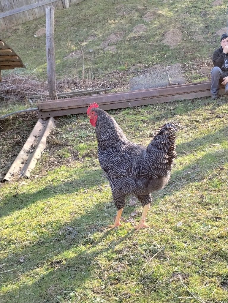 Vând cocoși de casa