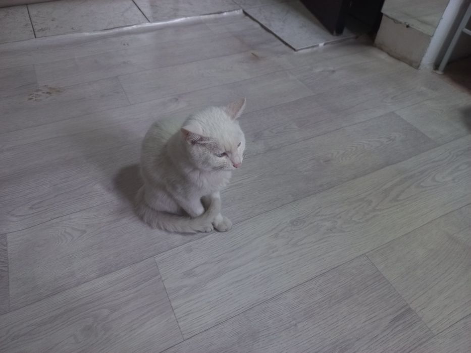 Белый 2  месечный котенок