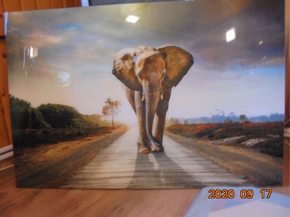 Tablou pictura pe sticla elefant