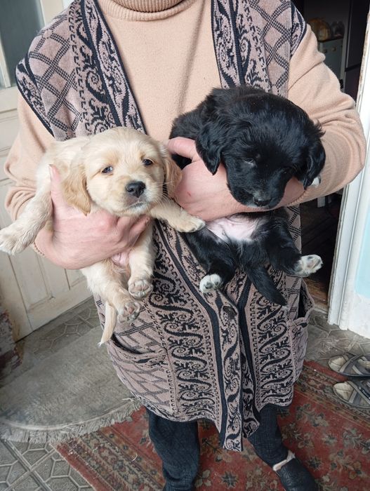 Продаю в хорошие руки щенят