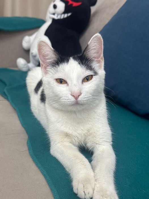 Кошечка ищет дом