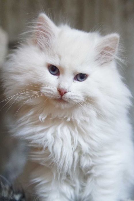 Pui pisica siberiana cu pedigree - Felisa Autorizata