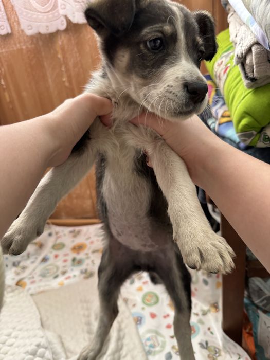 Собачка Баби ищет дом, хороших хозяев.