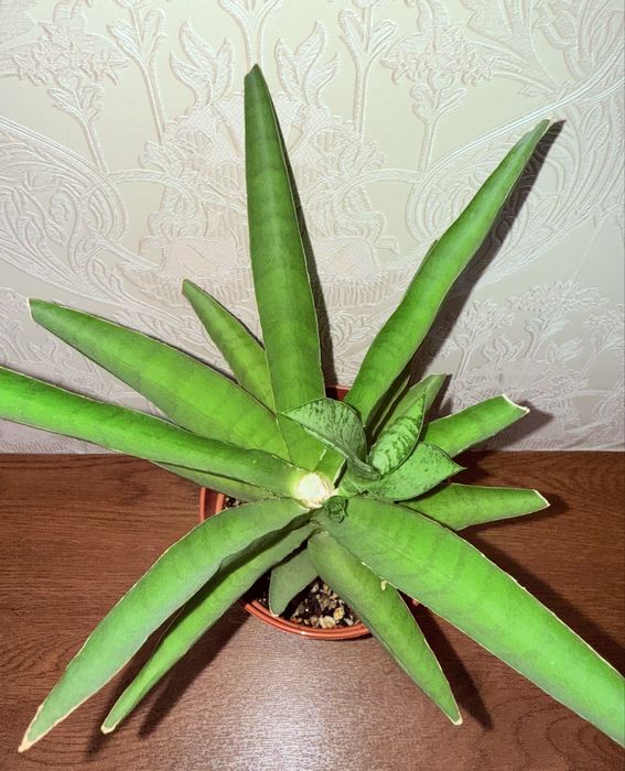 Сансевиерия, комнатные растения, комнатные цветы