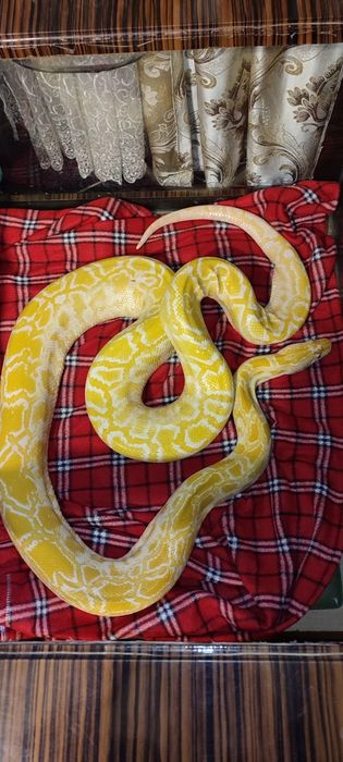 Змея питон тигровый альбинос