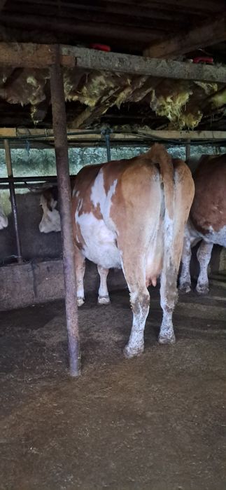 Vand vaca gestanta in 7 luni