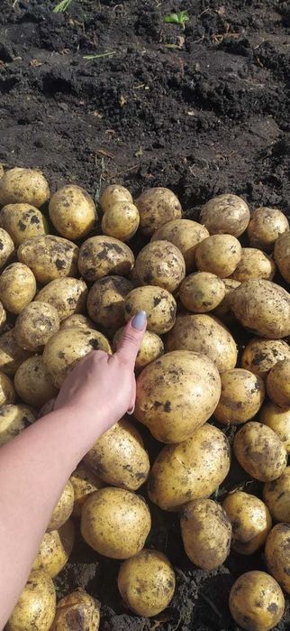 Продам картофель