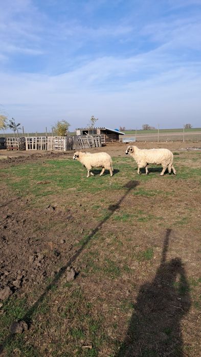 Vând un miel si un mior.