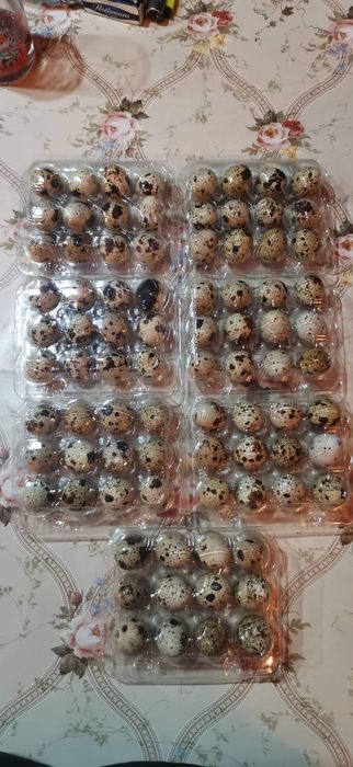 пъдпъдъчи яйца!!!
Винаги пресни Тарелка от 12бр