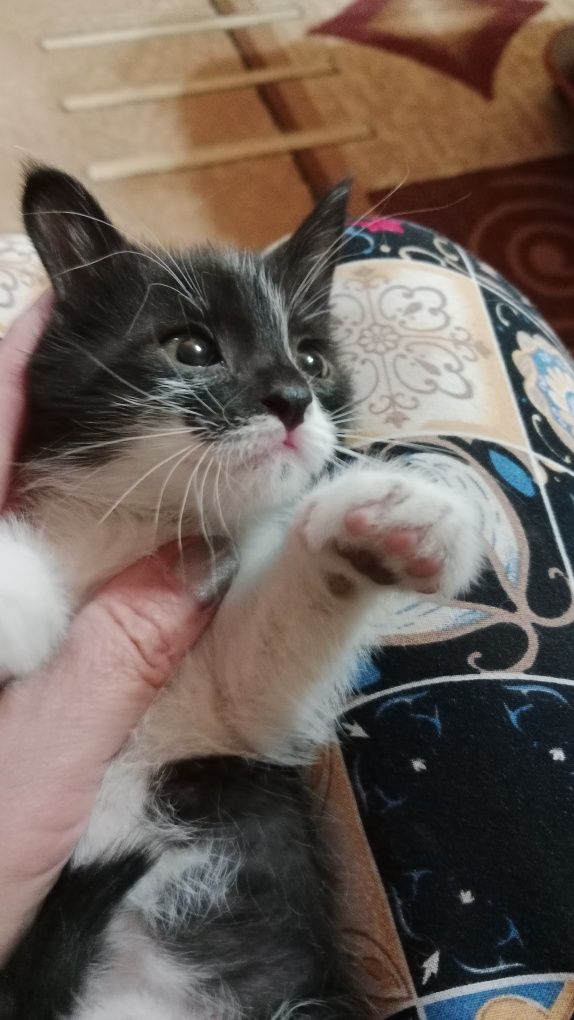 Котёнок мальчик домашний