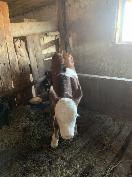 Vițel de vacă bălțată