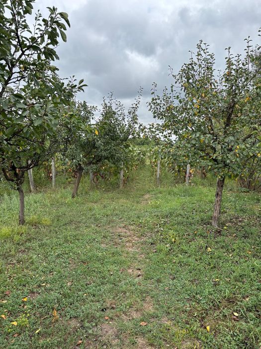 Casă de vânzare Pojogeni, Gorj