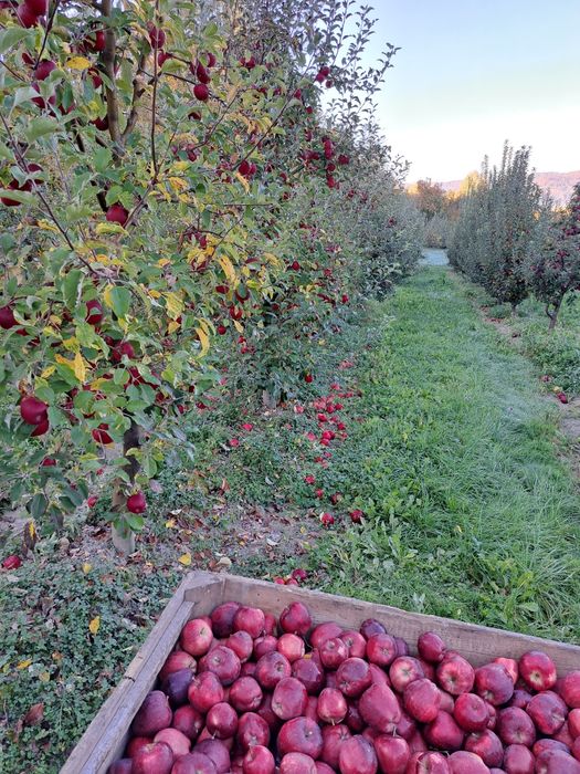 Vând mere Romanesti