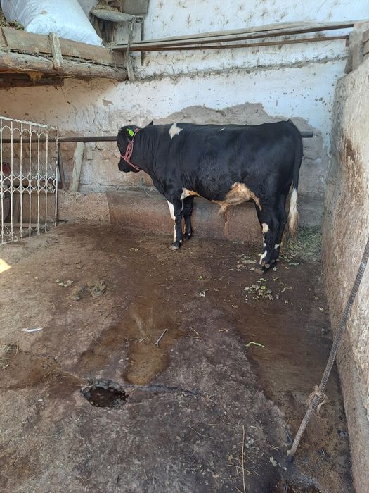 Продоется бык ппппп