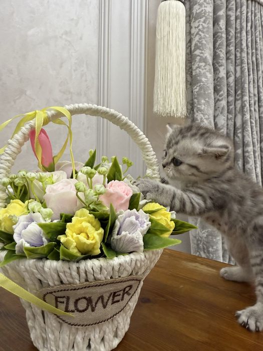 Продаются котята в Самарканде. Ласковые очень игривые и послушные.