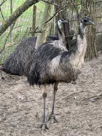Pereche Struti Emu