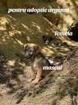 Doi pui pentru adoptie