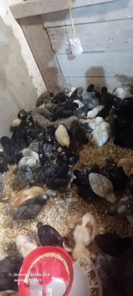 Pui de vanzare 13 lei bucata