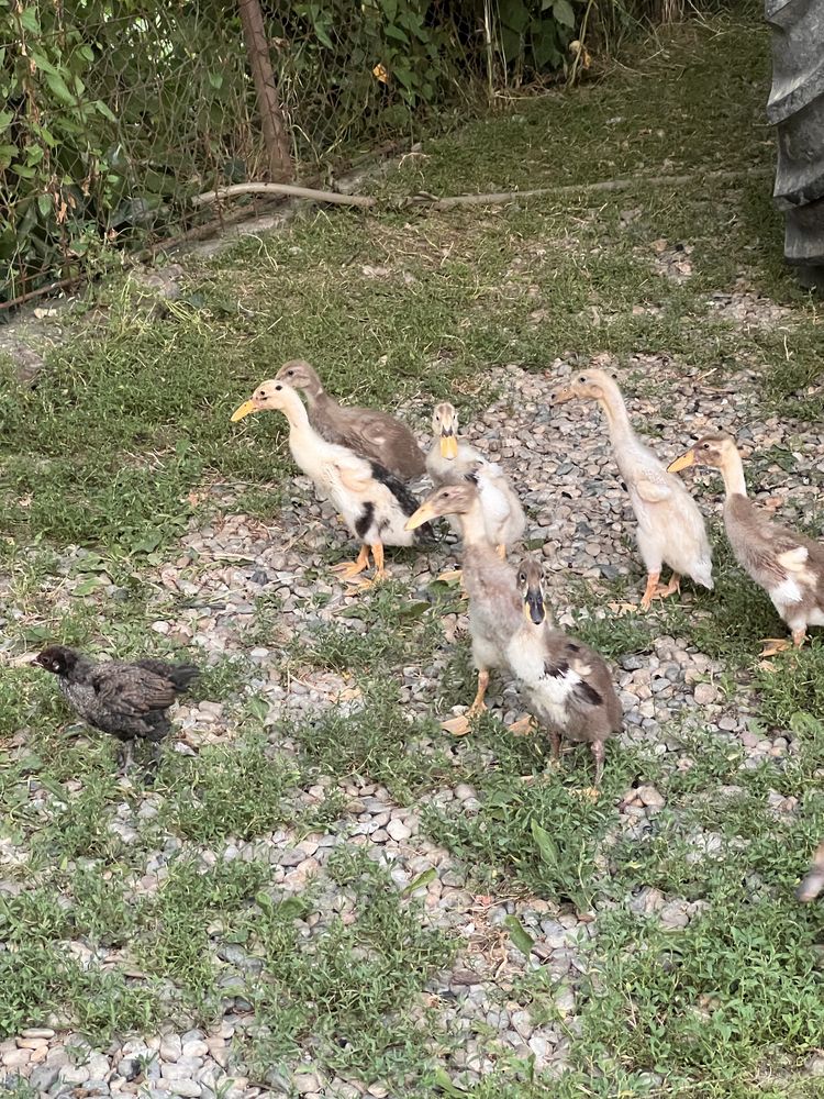 Boboci de rață indiană alergătoare