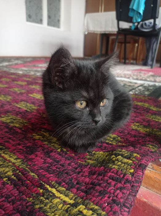 Qora rangli chiroyli mushuk