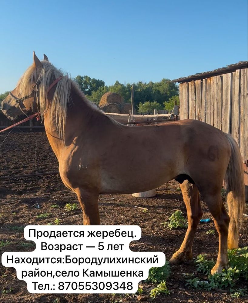 Продается жеребец