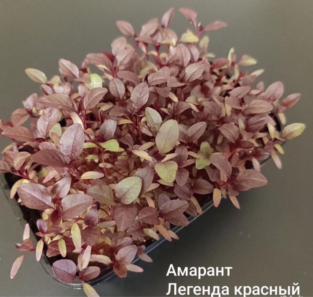 Микрозелень с собственной сити фермы