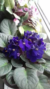Vând plante de apartament. Violete de Parma albastre, roz și mov