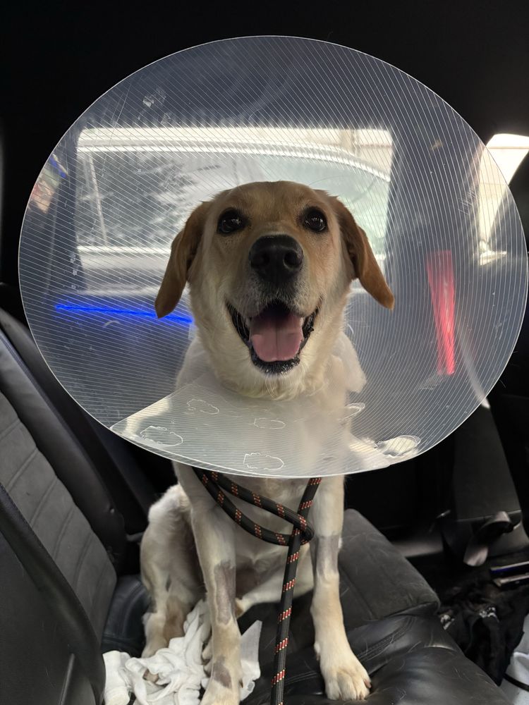Labrador 1 an si 8 luni