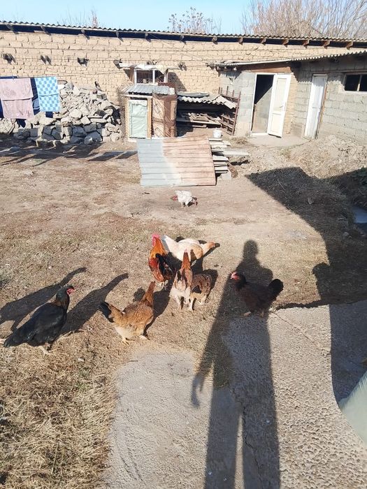 Домашний тауыктар сатылады жаксы тауыктар