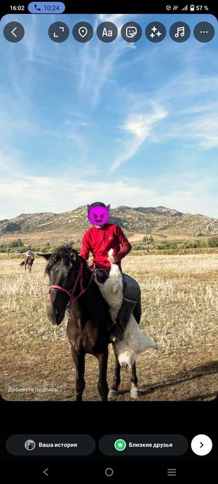 Көкпар айғыры 4жасар