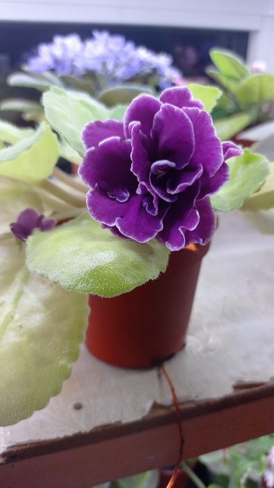 Fiyalka gullari  arzon narxlarda xarid qilishingiz mumkin