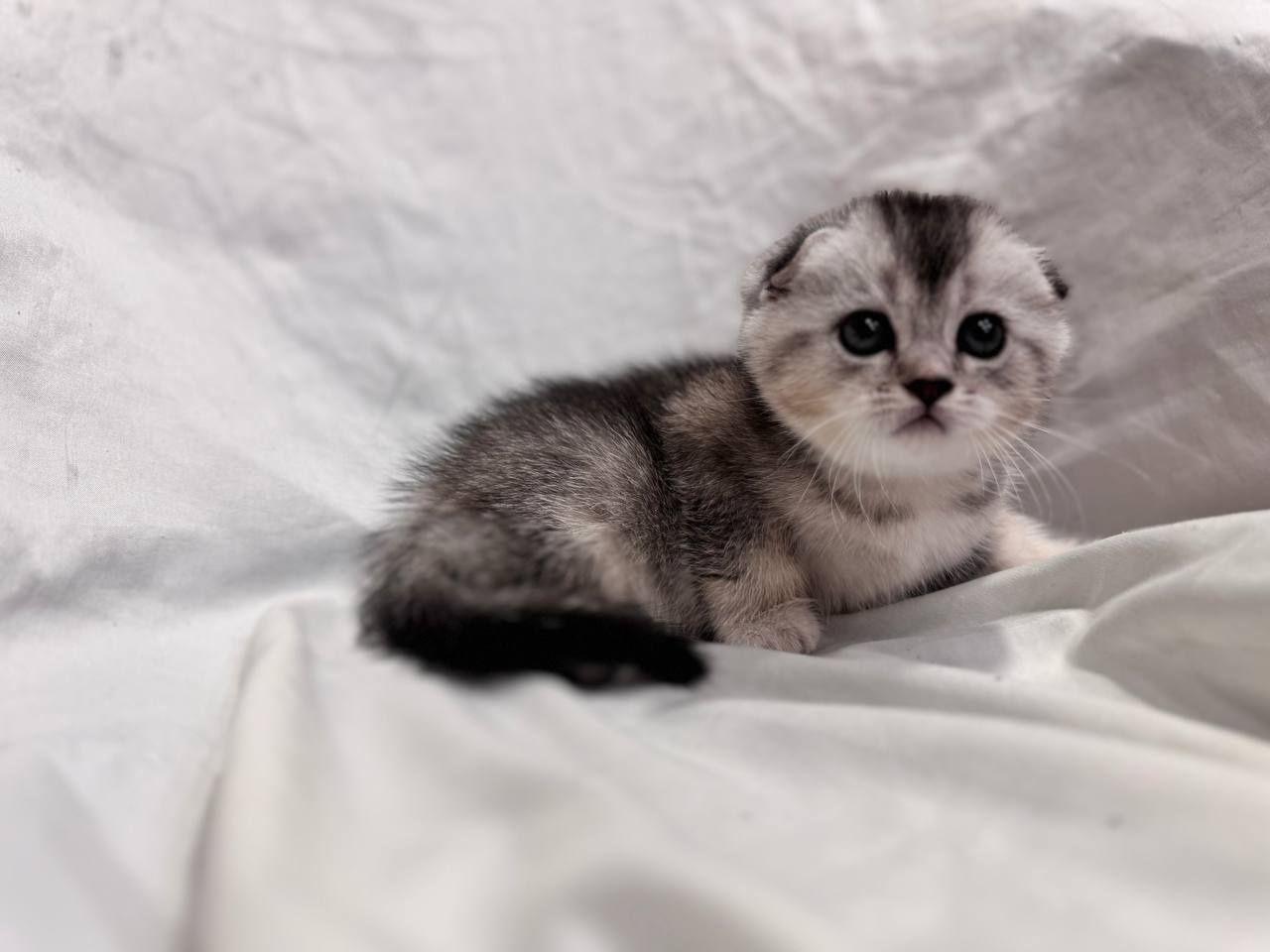 скотиш фолд серебристая шиншилла девочка и мальчик