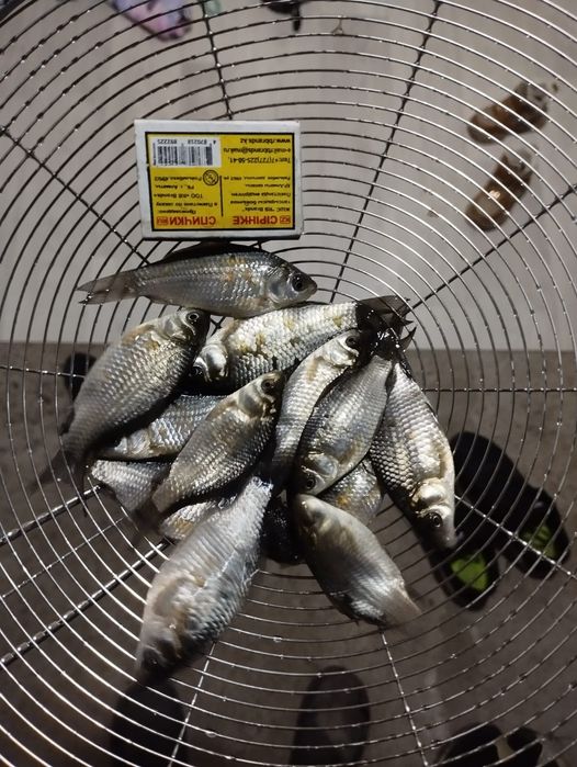 Живец карасик по 75 тг