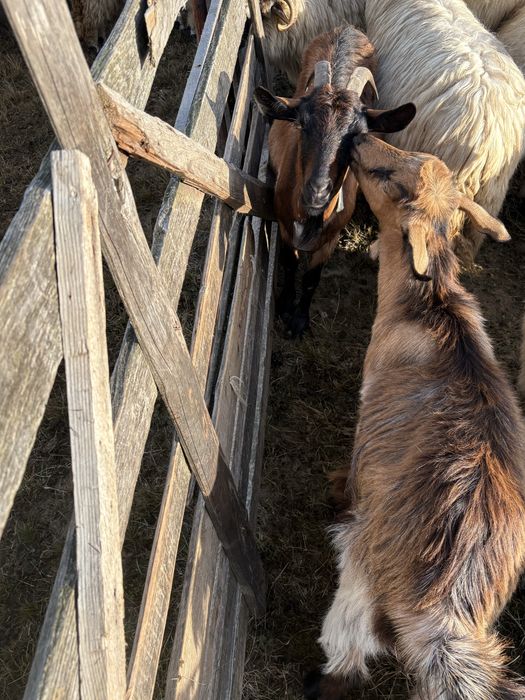 Vand 12 capre si un țap