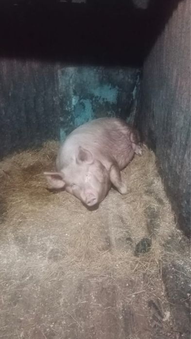 Продам свиней живьем или мясом