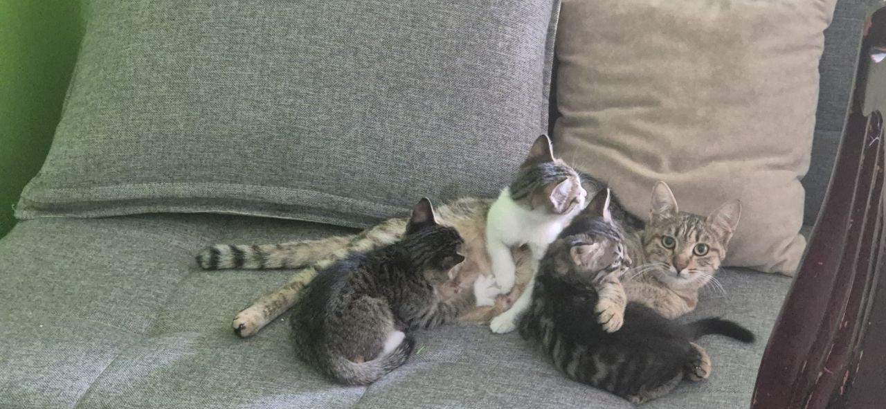 Отдаются мимишные котята в добрые руки