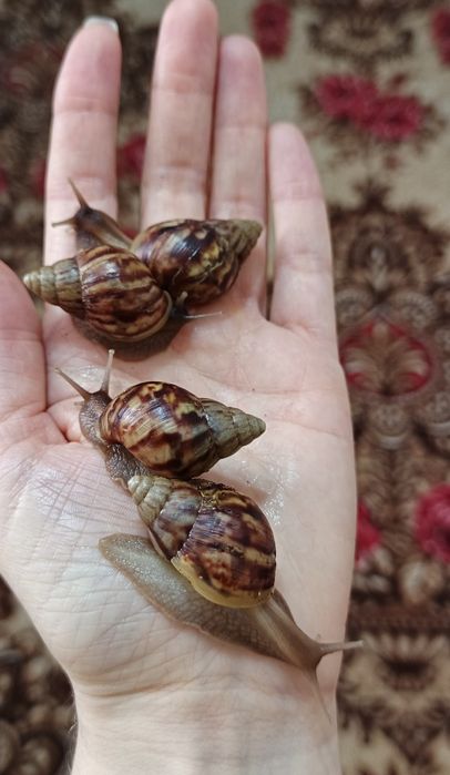 Продам улиток  Ахатин