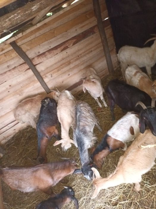 Vând  sau schimb 12 capre și 2 țapi anglodanubian