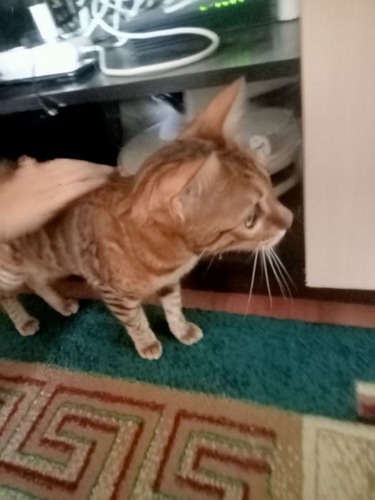 Кошка породы бенгальская