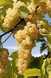 Vand struguri de vin!
