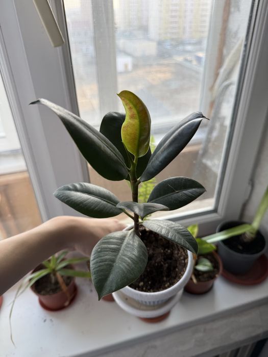 Комнатные растения