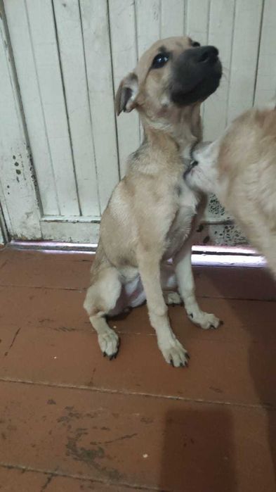 Отдам даром щенков