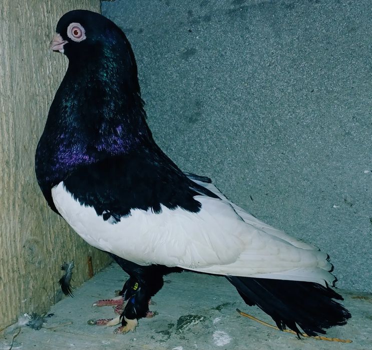 Schimb cu pasari impaiate